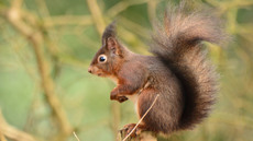 Eichhörnchen (25).jpg